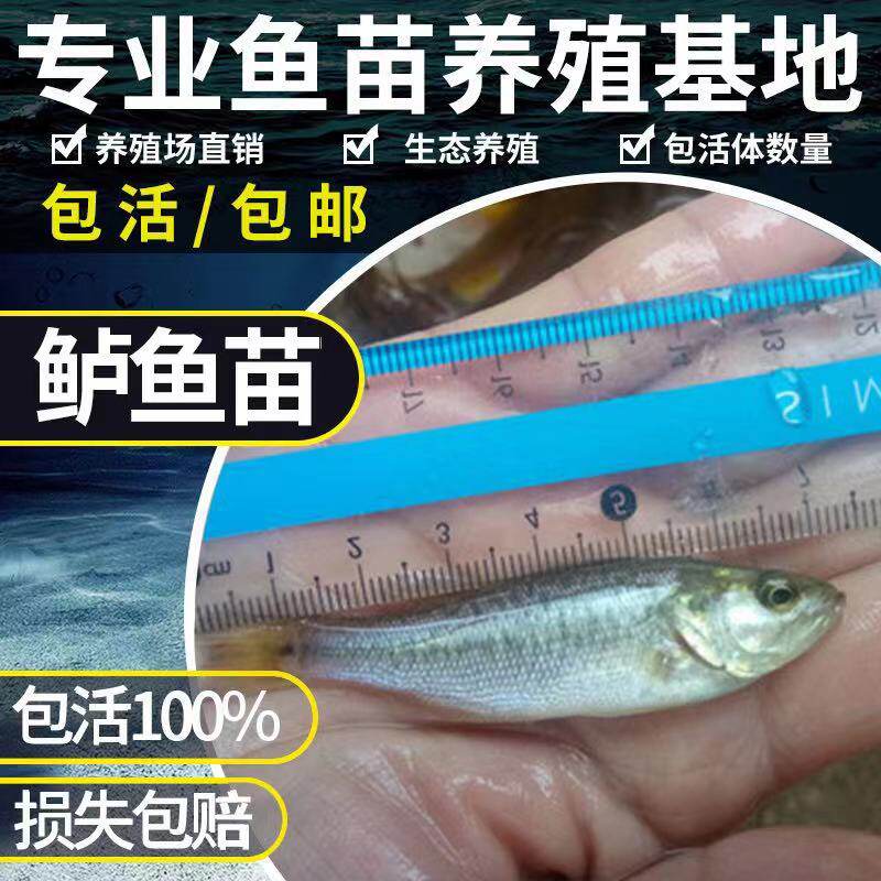 鲈鱼苗淡水鲈鱼鱼苗大口黑鲈路亚鱼苗优鲈5号凶猛活体养殖加州鲈