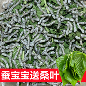 蚕宝宝活物学生养蚕套装 喂蚕桑叶新鲜春蚕籽巨型蚕虫蚕卵12345龄