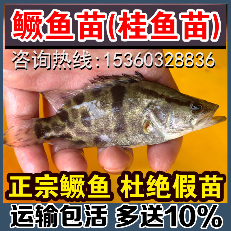 正宗鳜鱼苗桂鱼苗淡水桂花鱼苗鲑鱼苗贵鱼苗厥鱼凶猛季花鱼圭鱼苗