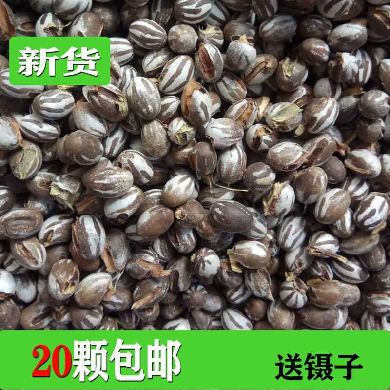 杨拉罐洋辣子罐蛋活包邮幼虫高蛋白粮食鱼饵鸟仓鼠零食坦克虫,宠物/宠物食品及用品,玩具/造景装饰,淘宝优惠券,粉丝福利购,淘宝优惠卷