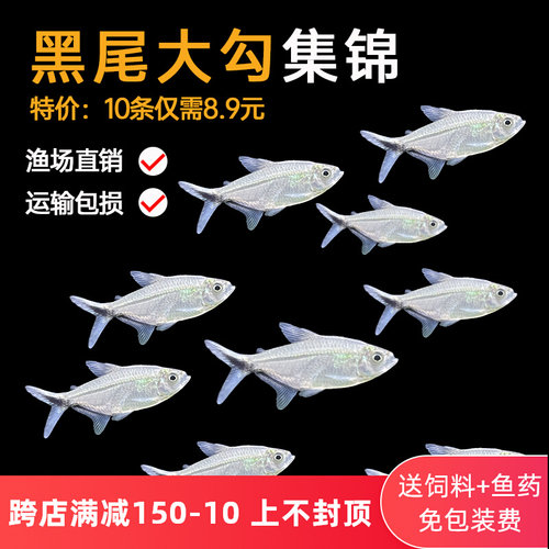 黑尾大勾群游鱼草缸热带观赏鱼淡水黑尾扯旗灯科鱼红鼻剪刀红绿灯