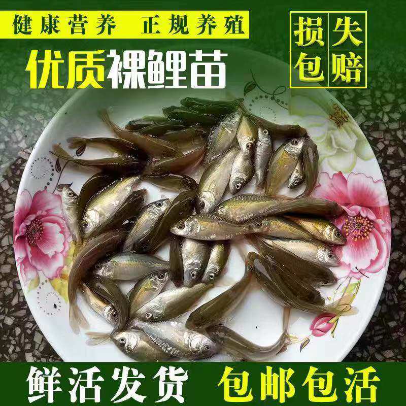 裸鲤鱼苗三道鳞德国镜鲤活体鱼苗淡水养殖无甲鲤鱼苗食用裸斑鱼苗