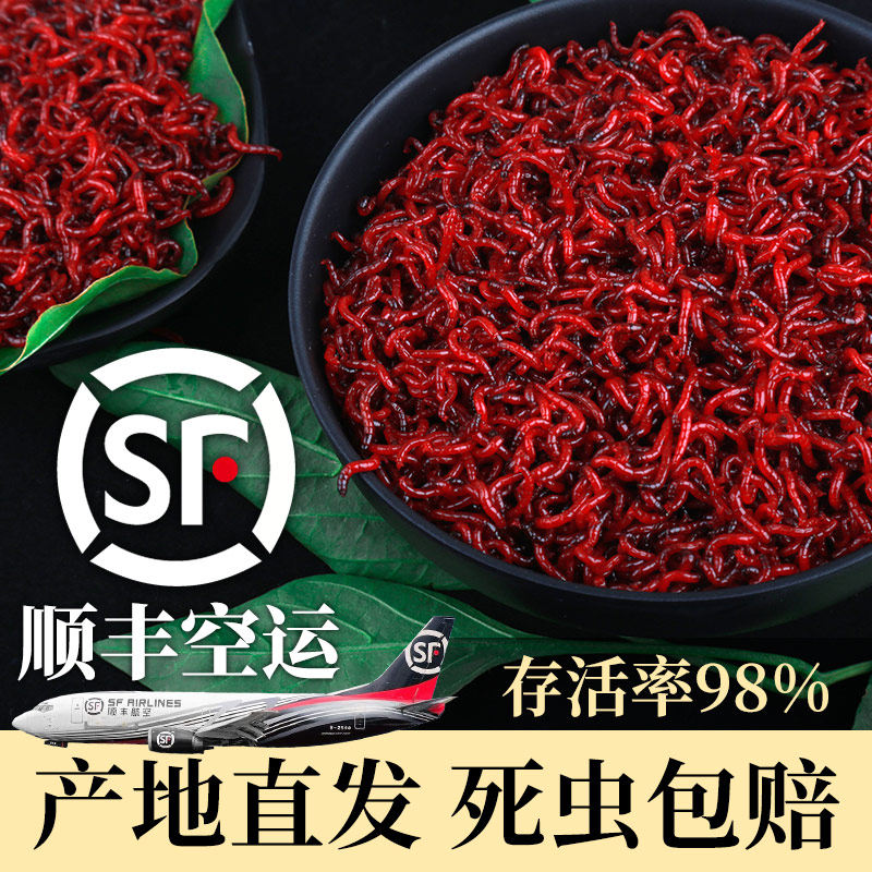 悦伦天津特大号新鲜活红虫活饵 钓鱼小号活体红血虫喂鱼饵料包邮