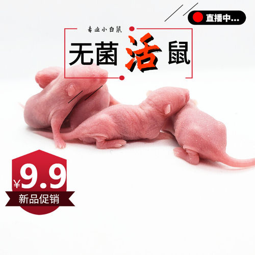 活体乳鼠无菌小白鼠玉米食物猪鼻饲料守宫猫粮不包活红皮粉皮耗子