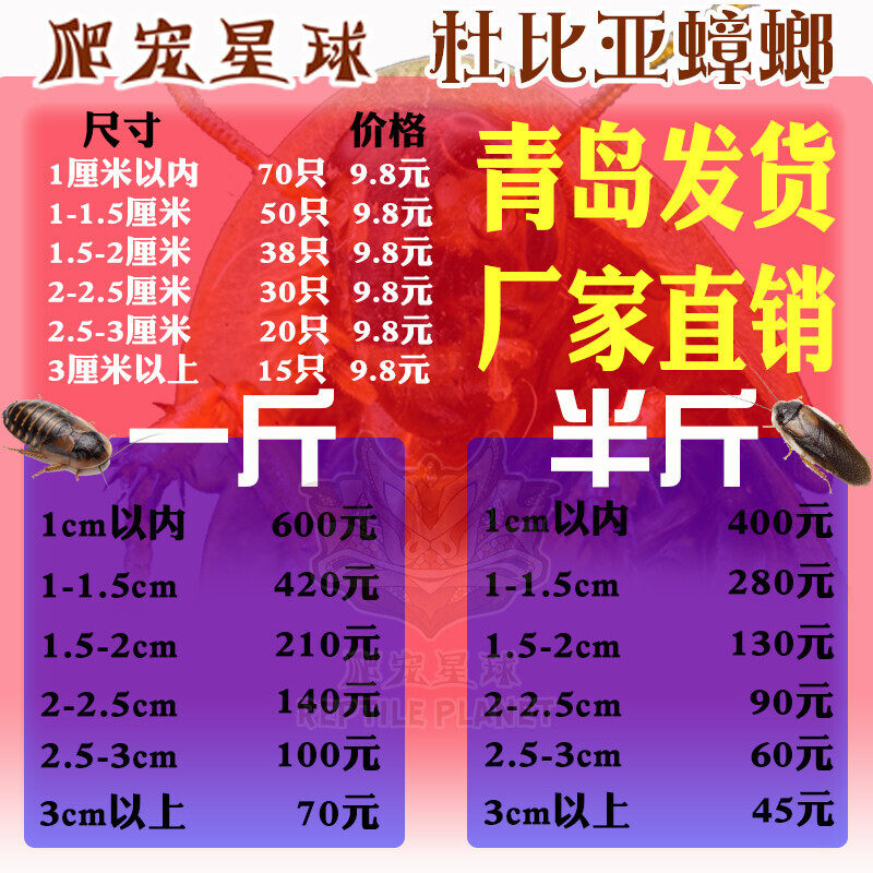 杜比亚蟑螂龙鱼蜥蜴爬虫活体饲料各尺寸称斤供应全国包邮无菌饲养
