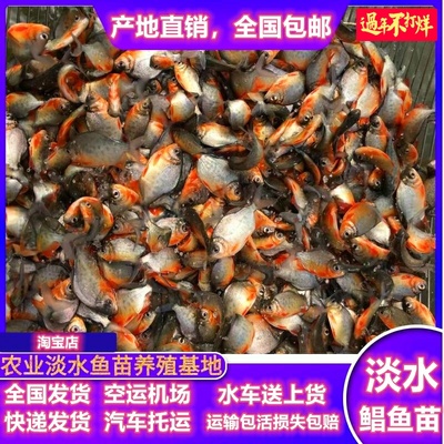 白鲳鱼苗淡水红鲳鱼苗活体食用鲳养殖路亚大型热带凶猛的观赏鱼