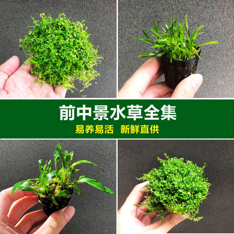 鱼缸水草活体迷你爬地矮珍珠牛毛毡泰国青椒草水草缸前景草活体