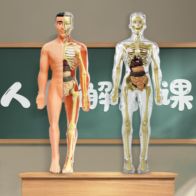老师推荐可拆卸拼装人体结构模型