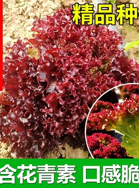 奶油生菜种籽盆栽红叶紫叶生菜种孑四季紫色生菜菜种子阳台生菜籽