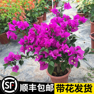 精品三角梅盆栽带花苞重瓣绿樱马斯老桩安格斯多色室内花卉绿植物