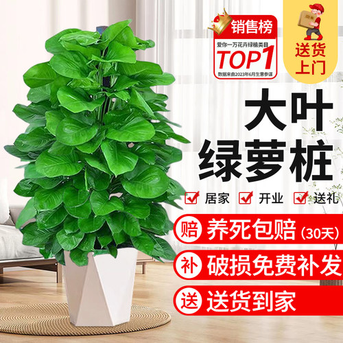 大叶绿萝柱盆栽客厅绿植室内吸甲