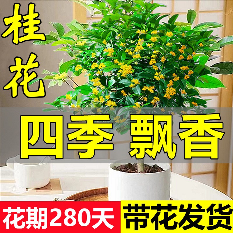 桂花树苗盆栽可食用金桂四季桂开花不断室内外阳台庭院浓香型花卉