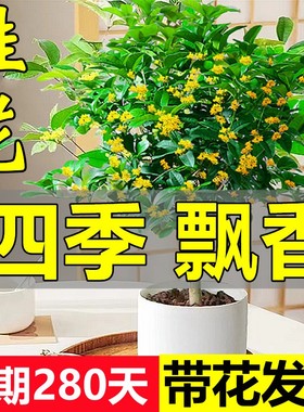 桂花树苗盆栽可食用金桂四季桂开花不断室内外阳台庭院浓香型花卉