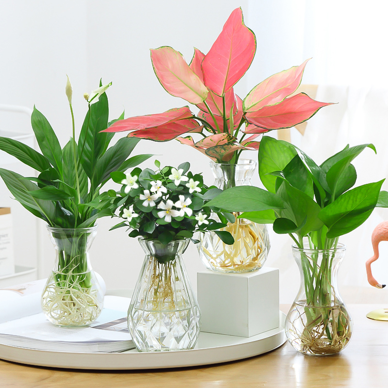 綠蘿發(fā)財(cái)樹(shù)多肉盆栽水培花卉植物室內(nèi)綠植吉利紅如意九里香薄荷籮