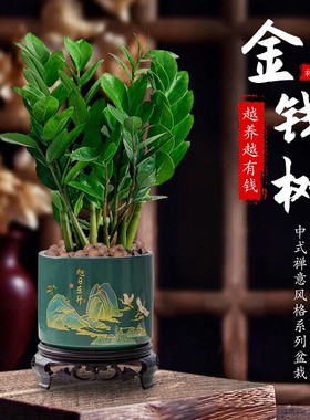 金钱树钱串子室内客厅大绿植盆栽盆景花卉办公室桌面观叶常青植物