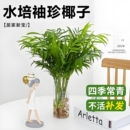 好养大型散尾葵凤尾竹盆栽绿植富贵竹文竹金钱树盆景净化空气