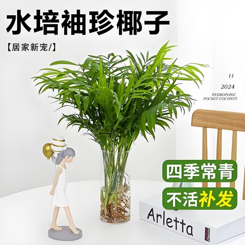 好养大型散尾葵凤尾竹盆栽绿植富贵竹文竹金钱树盆景净化空气