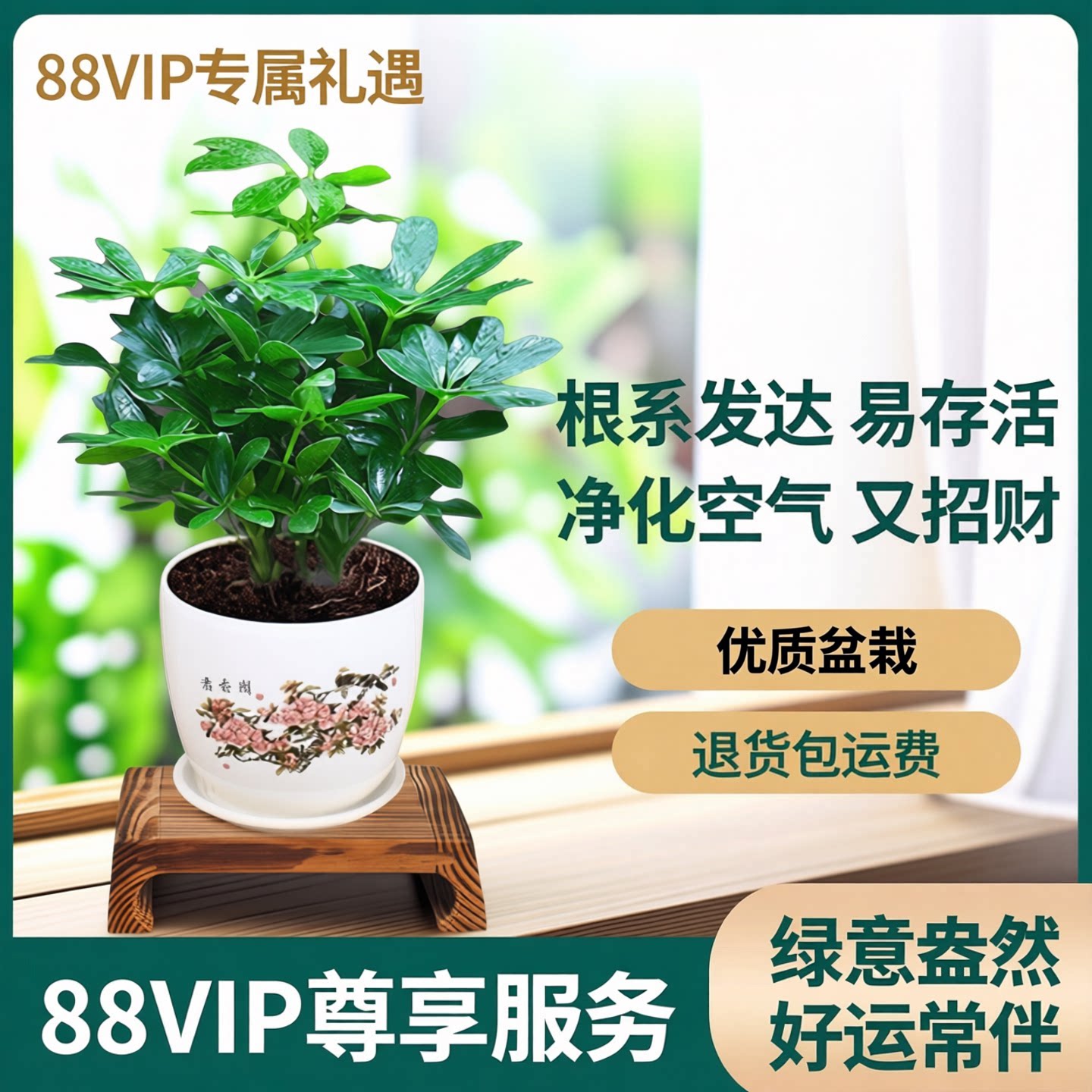 好养四季常青八方来财鸭脚木室内绿植盆栽花卉发财树招财树好养客