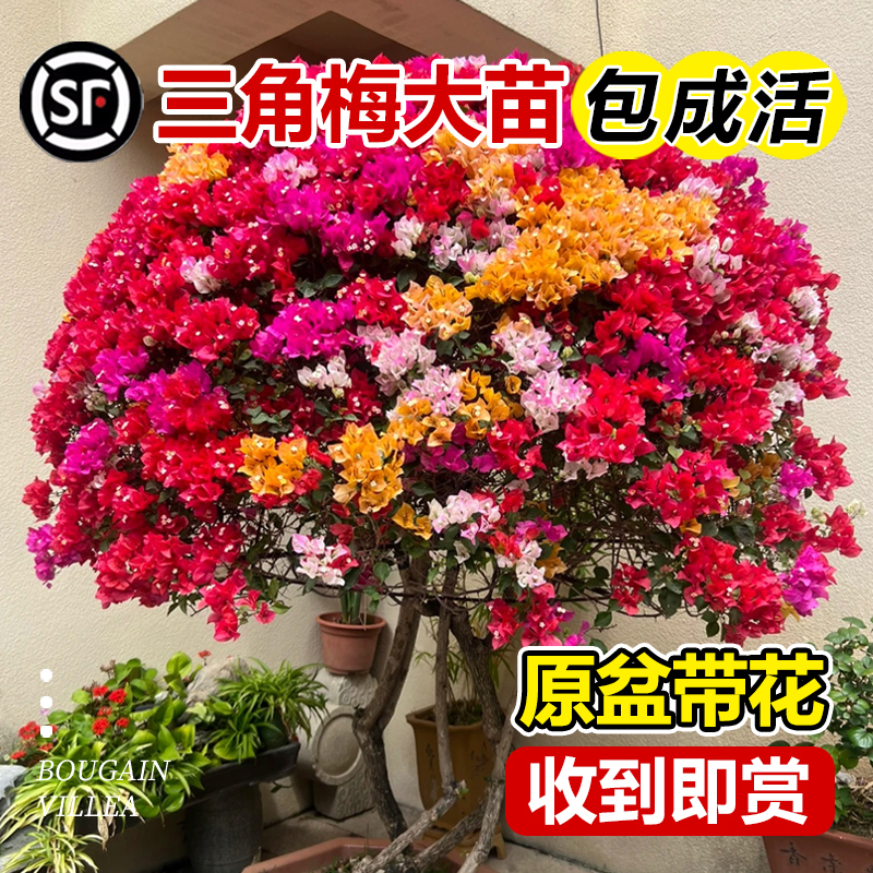 三角梅爬藤植物带花卉盆栽巴西安格斯加州黄重瓣老桩庭院四季开花