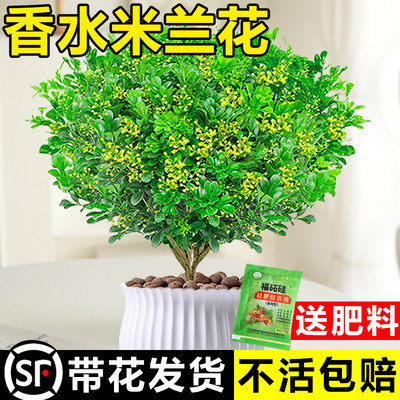 香水米兰花盆栽茉莉花卉植物室内驱蚊绿植浓香四季开花苗阳台好养