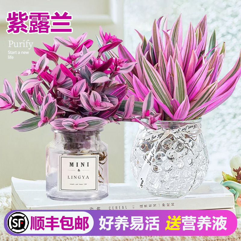 水培植物紫露兰盆栽花卉植物室内花水养油画婚礼吊兰多肉四季好养
