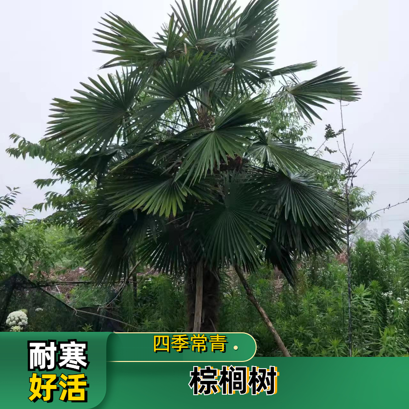 棕榈植物大型室外植物庭院别墅公园四季长青扇子树风景树棕榈树苗 鲜花速递/花卉仿真/绿植园艺 大型绿植/成品组合盆栽 原图主图