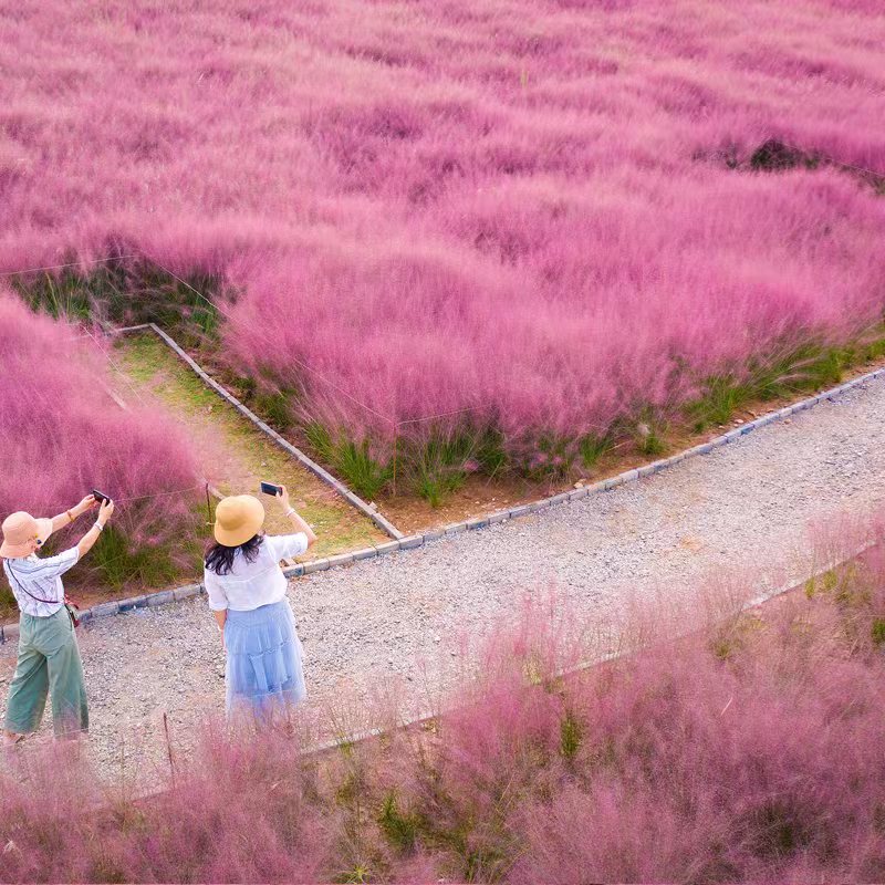 网红植物粉黛乱子草好活植物