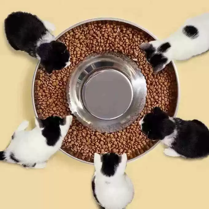 多猫食盆繁育碗大餐盘猫粮碗