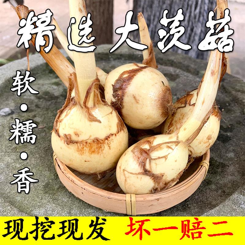 精选大茨菇农家野地茨菰云南特产白慈姑菇新鲜马蹄芽种子蔬菜包邮