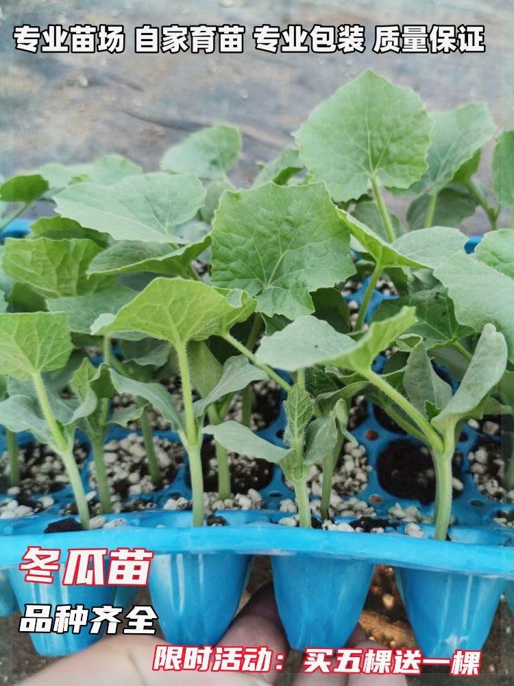 冬瓜苗小冬瓜粉皮大冬瓜秧苗春季庭院菜园阳台盆栽瓜果种子蔬菜苗