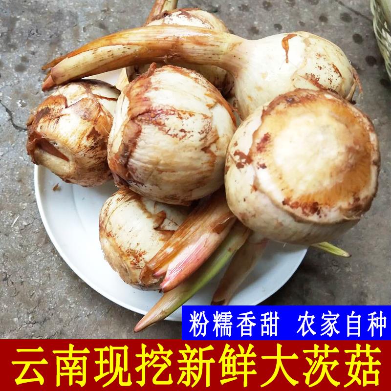 云南农家白茨菇现挖新鲜大茨菇慈姑火锅菜茨菰白马蹄荸荠芽菇蔬菜