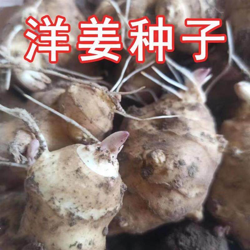 洋姜鬼子姜种籽洋姜苗菊芋地姜菜姜种植苗不辣带芽发货腌菜姜种子