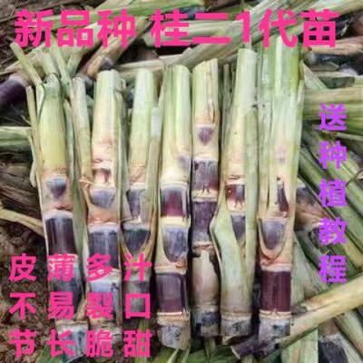 广西黑皮甘蔗种苗南北方