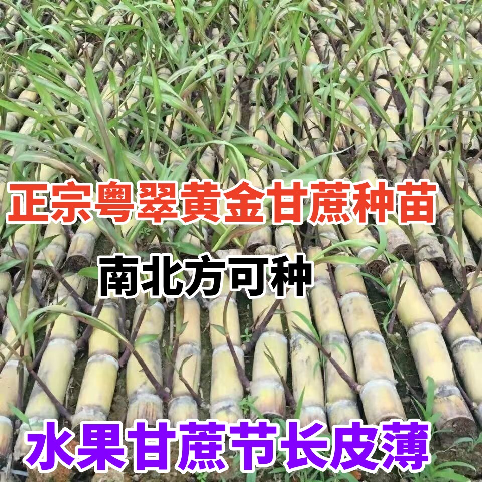 黑皮甘蔗苗种种子四季南北方种植大苗黄皮水果带芽苞广西甘蔗种苗图片