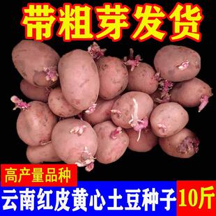 土豆种原种云南红皮黄心洋芋种植老品种马铃薯种高产秋季 土豆种孑