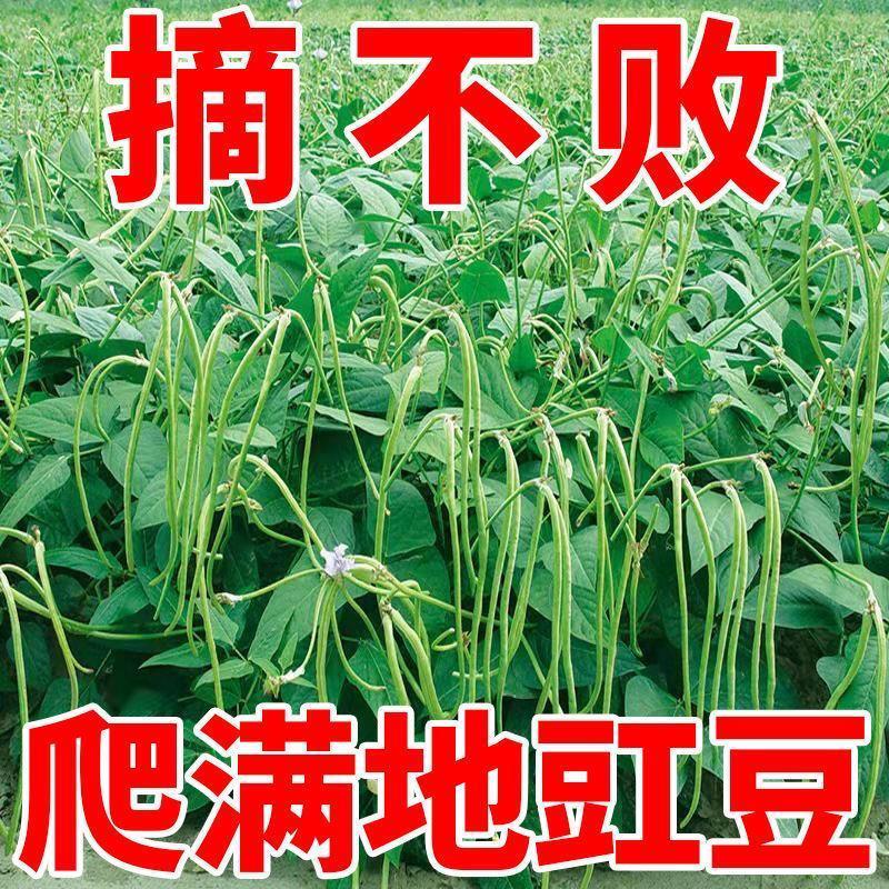 无架长豆角种种子大全四季种植盆栽高产矮生长豇豆子种籽蔬菜种子