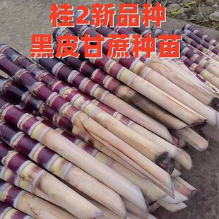 黄皮甘蔗种苗黑皮甘蔗四季大田菜园庭院种植带芽苞薄皮青皮甘蔗苗