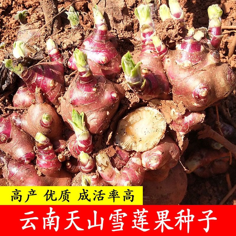 雪莲果种籽种球现黄心红心优质高产苗云南天山雪连果种子种植种籽