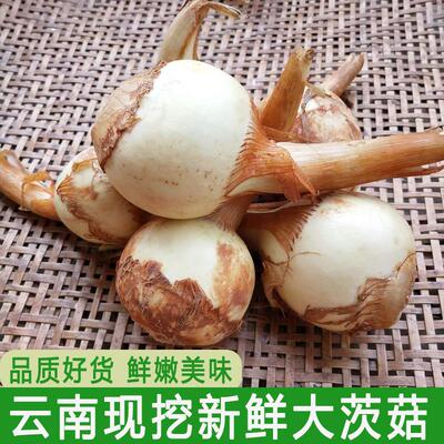 云南农家野地慈姑茨菰新鲜白茨菇白马蹄芽菇现挖蔬菜种苗大慈菇