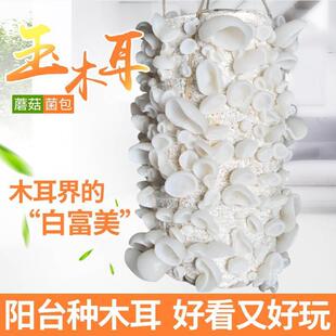 白玉木耳菌种可食用蘑菇菌棒菌木耳家庭室内外多肉盆栽蘑菇种植包