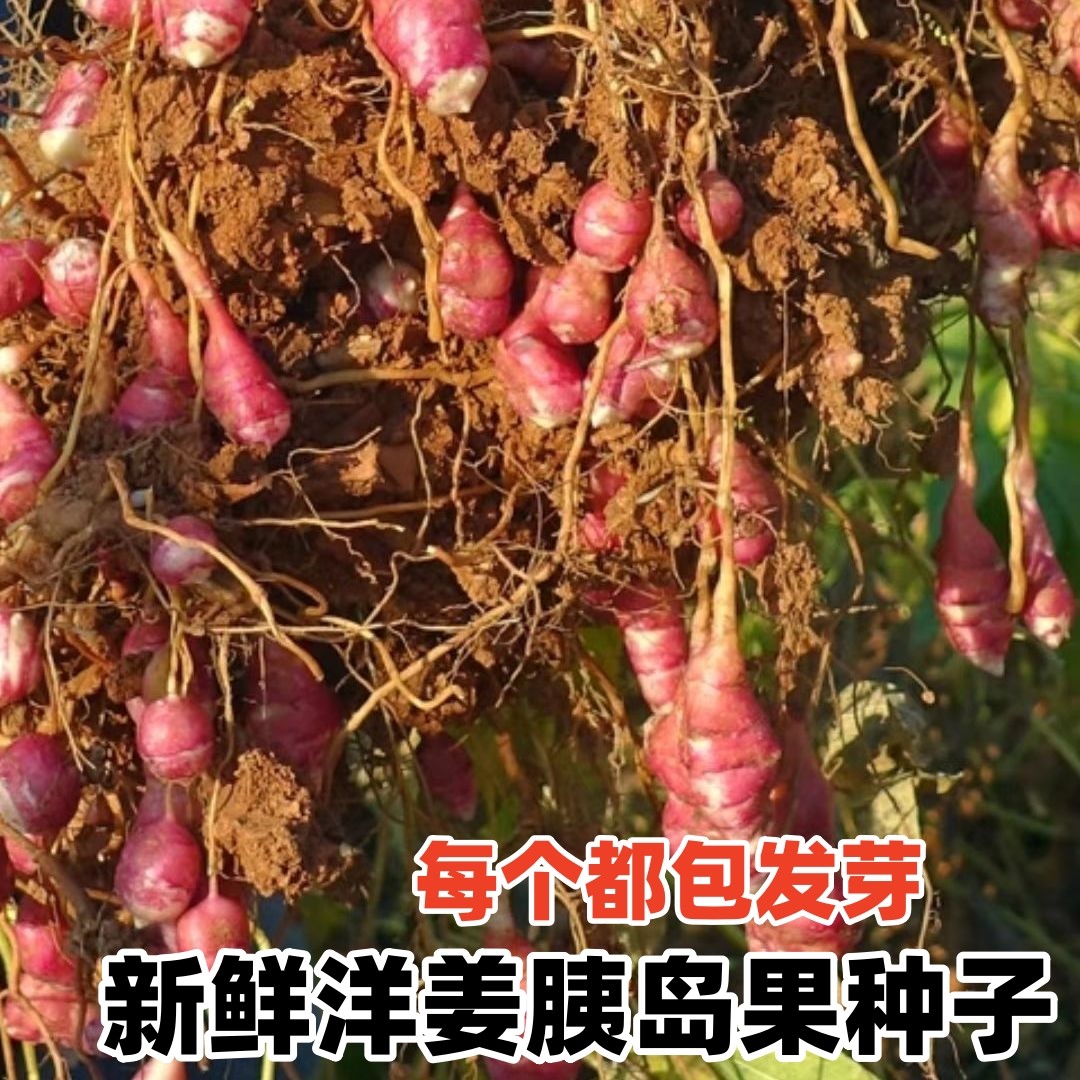 现货新鲜红皮洋姜种子鬼子姜不辣生菊芋泡菜腌制菜蔬菜胰岛果种苗,鲜花速递/花卉仿真/绿植园艺,家庭园艺种子,淘宝优惠券,粉丝福利购,淘宝优惠卷