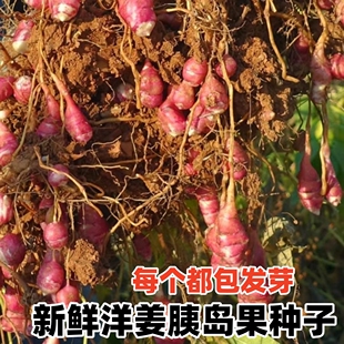 现货新鲜红皮洋姜种子鬼子姜不辣生菊芋泡菜腌制菜蔬菜胰岛果种苗