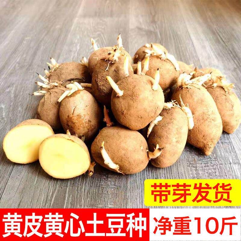 土豆种带芽高产黄皮黄心土豆种子云南马铃薯种洋芋种荷兰土豆种孑