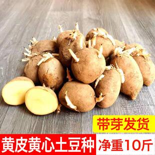 土豆种带芽高产黄皮黄心土豆种子云南马铃薯种洋芋种荷兰土豆种孑