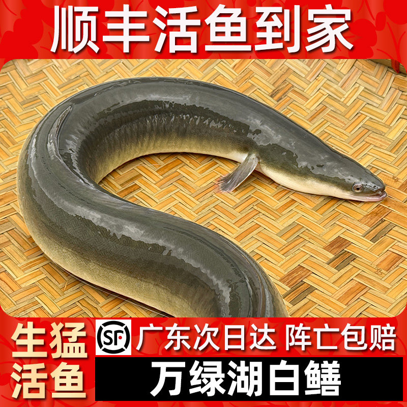 【顺丰活鱼到家】万绿湖白鳝