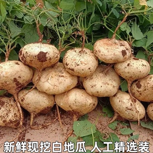 湖北凉薯新鲜现挖白地瓜萝卜农家特产清甜水果沙葛土番薯白心即食