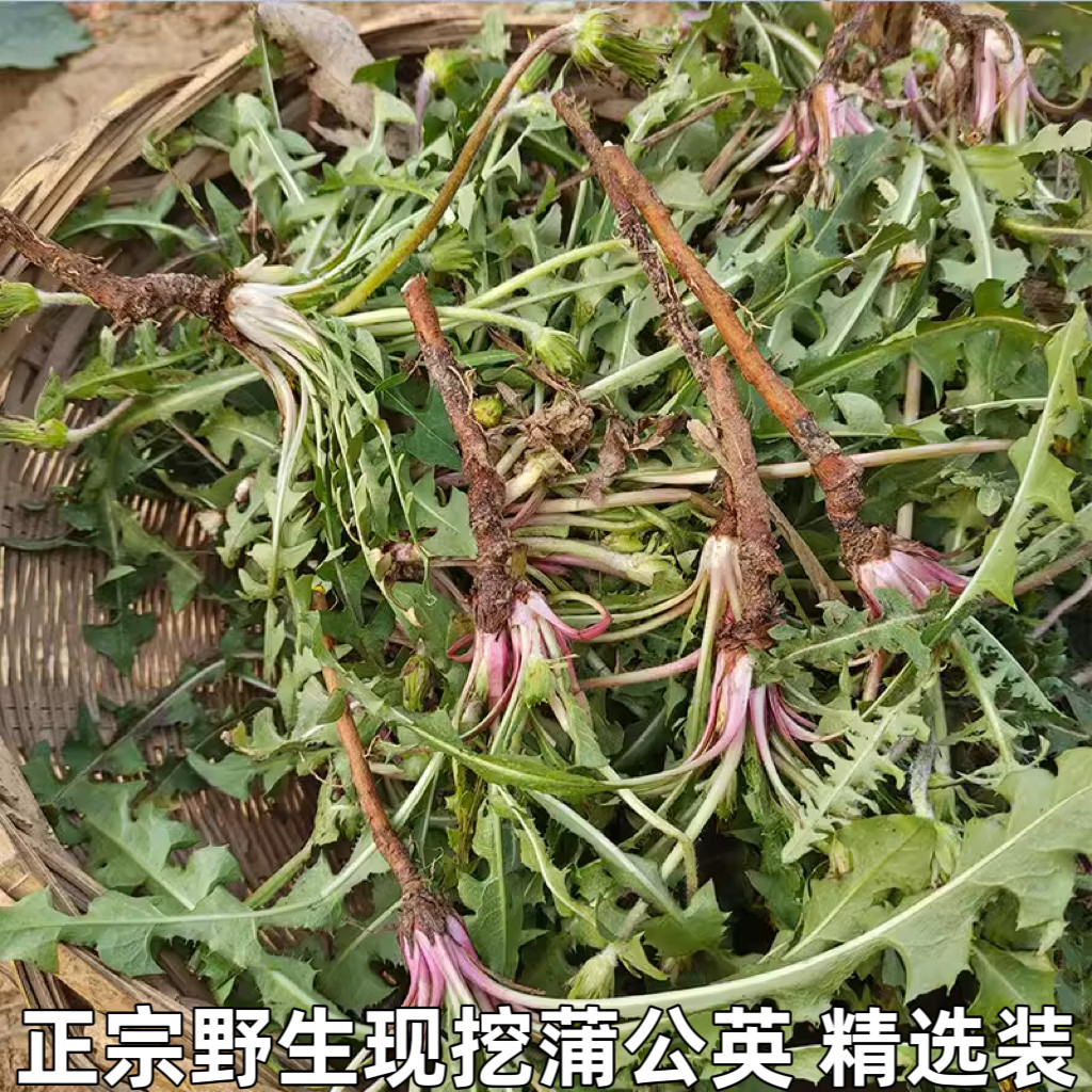 野菜带根嫩芽嫩叶整根蔬菜包邮农家新鲜蒲公英野生现挖鲜草婆婆丁