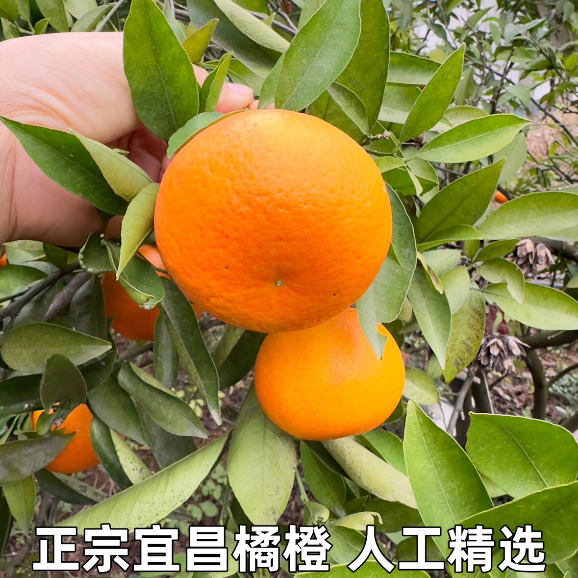 湖北宜昌农家自种杂柑橘橙桔橙水果整箱现摘薄皮手剥橙桔橙包邮