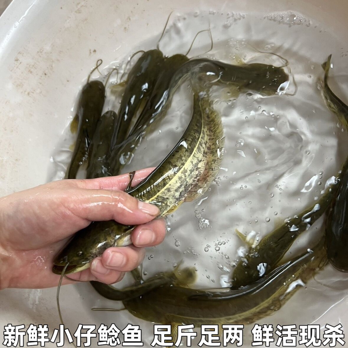 新鲜仔鲢仔鲶小鲶鱼胡子鲶大口鲶鱼本地土鲶鱼河鲶鱼淡水鱼鲜活
