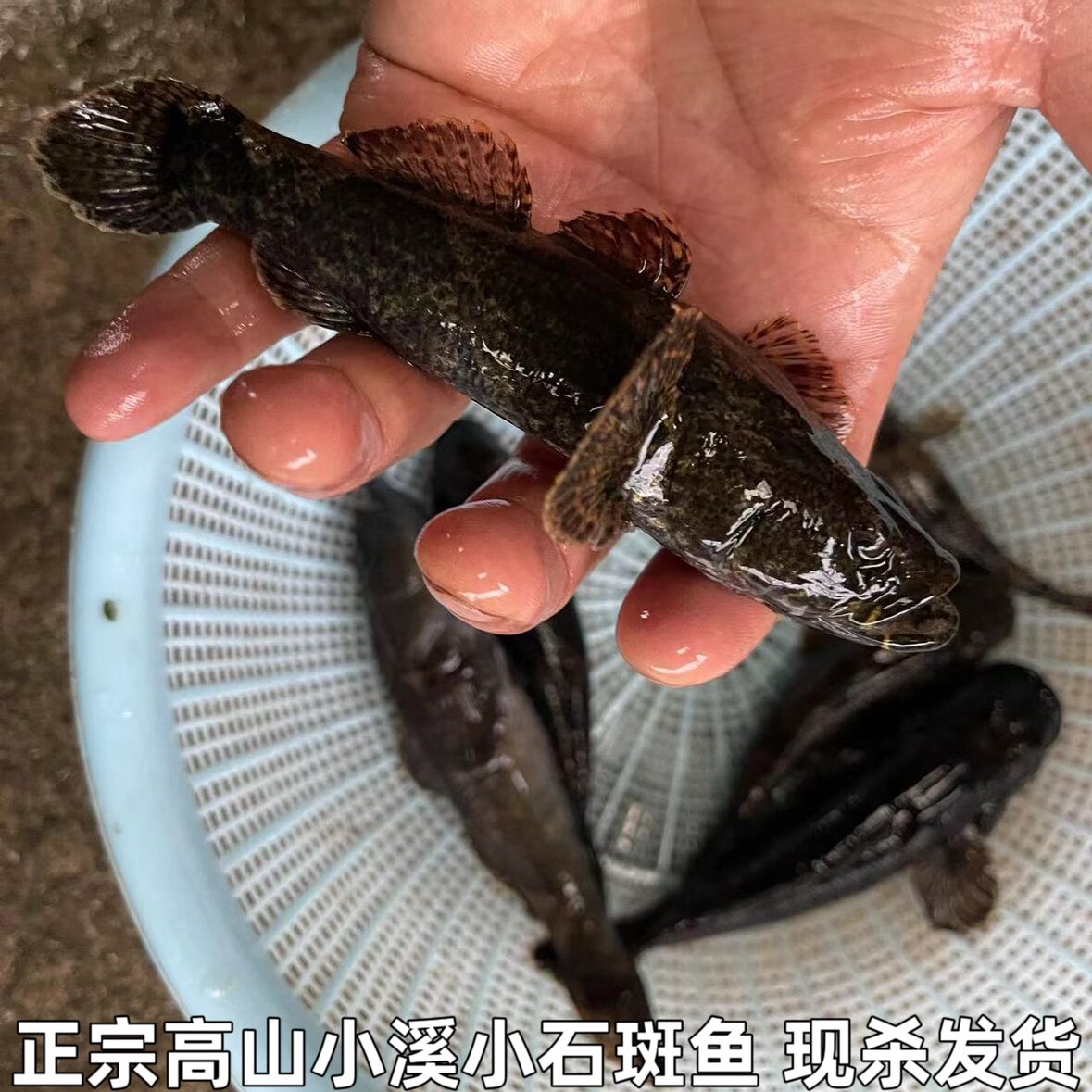 湖北宜昌石斑鱼小河鱼新鲜小石斑鱼淡水鱼小土鱼小麻鱼现杀包邮